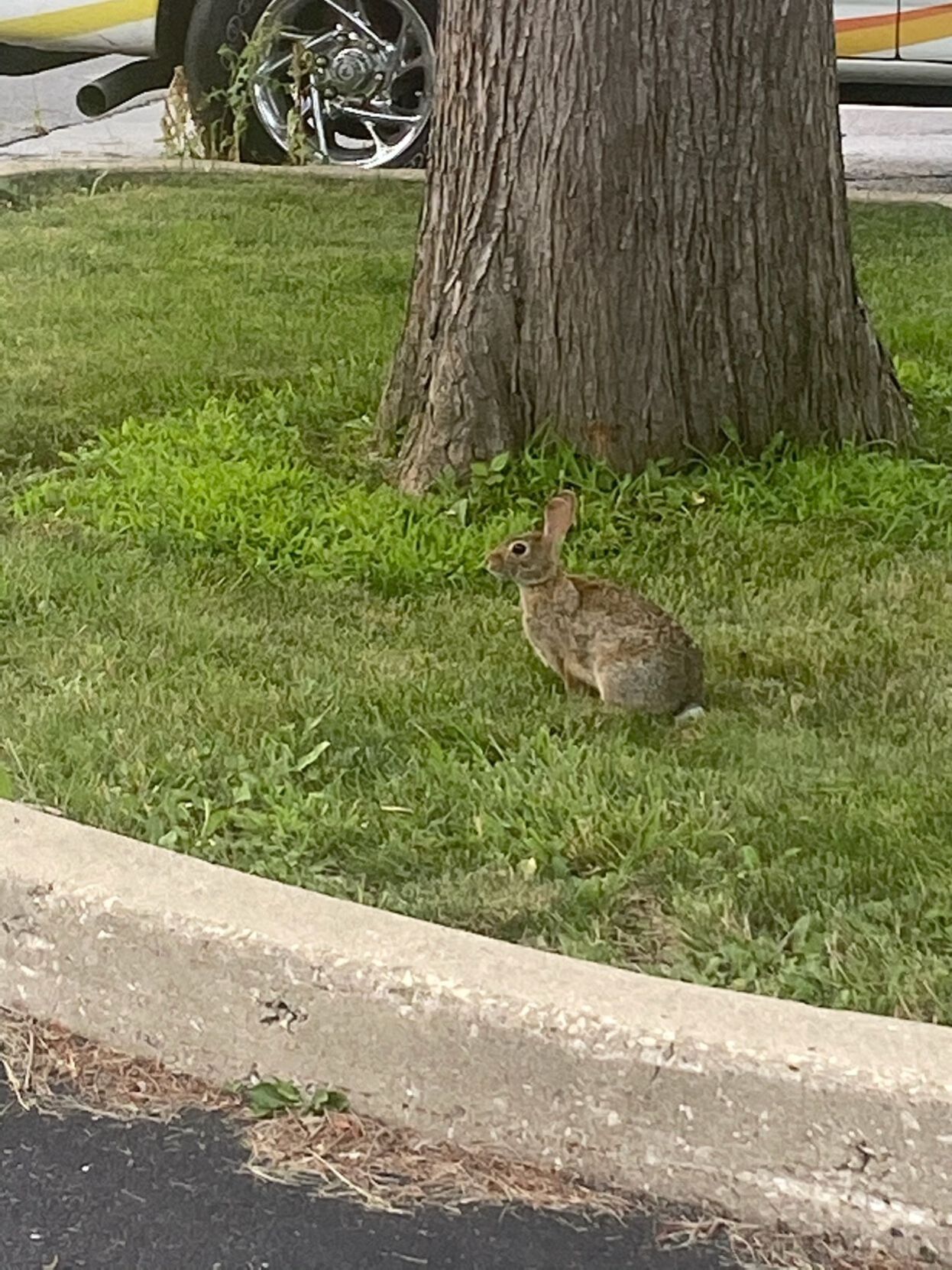 Rabbit